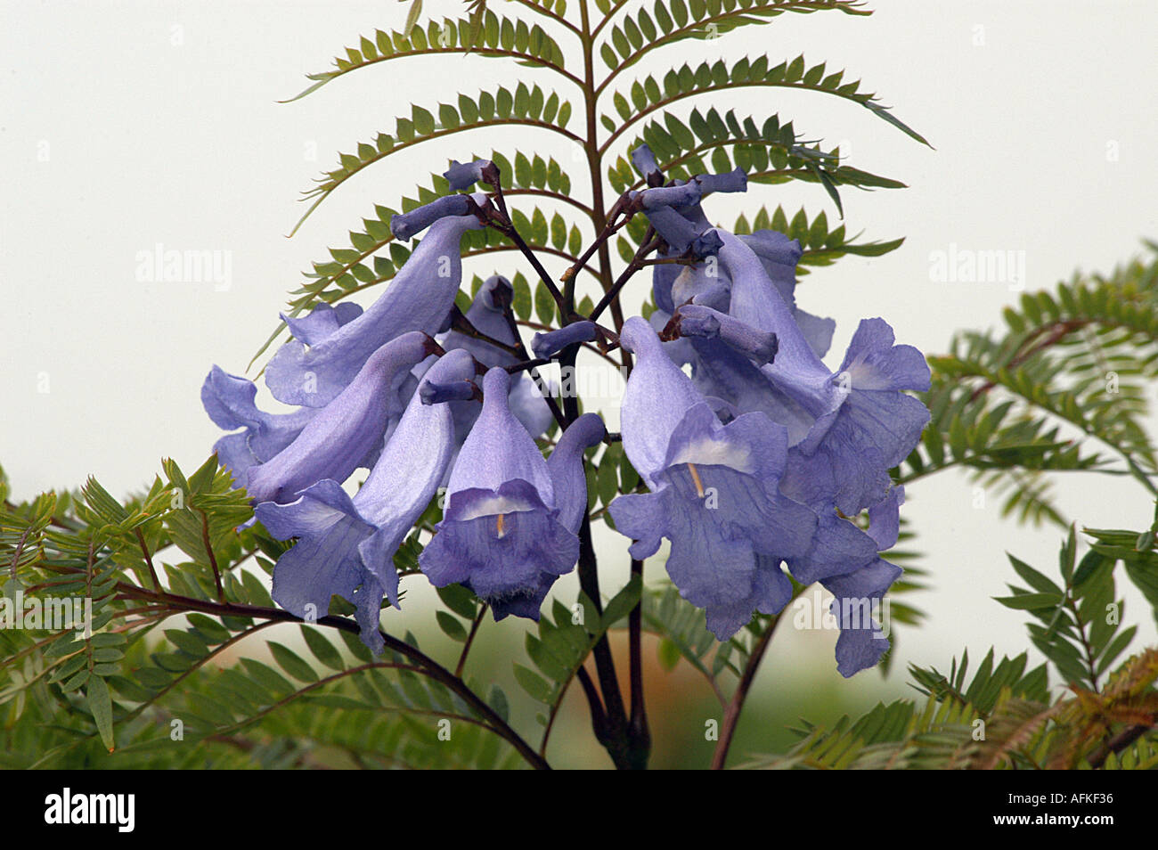 Flor de Jacaranda Jacaranda árbol Fotografía de stock - Alamy