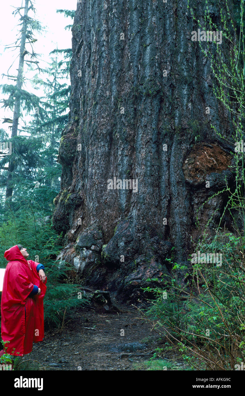 Caminante en busca de Red Creek el abeto de Douglas (Pseudotsuga menziesii) cerca de Port Renfrew, BC, la isla de Vancouver, British Columbia, Canadá Foto de stock