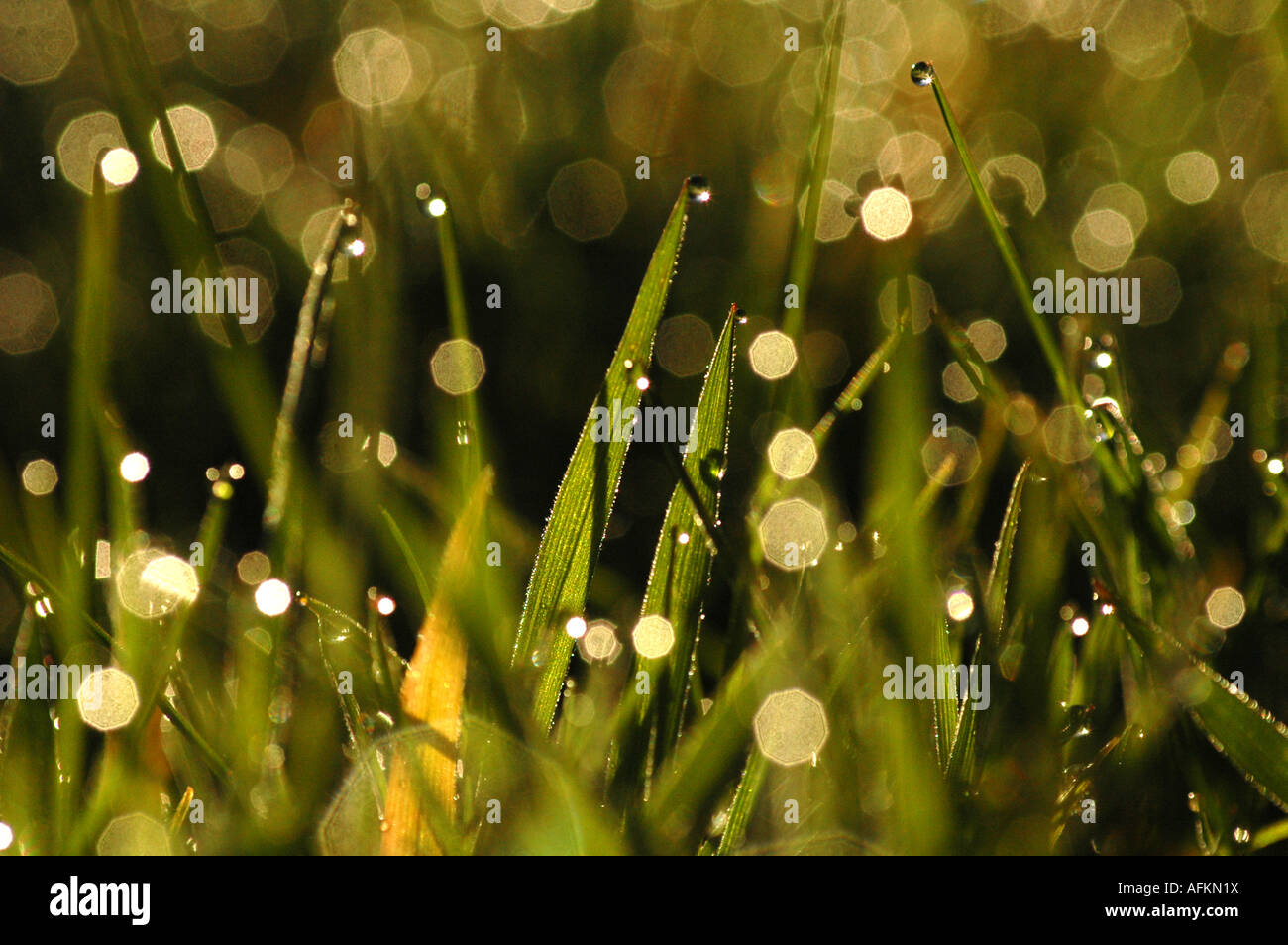 Gotas de rocío sobre la hierba refracte el sol de primera hora de la mañana Foto de stock