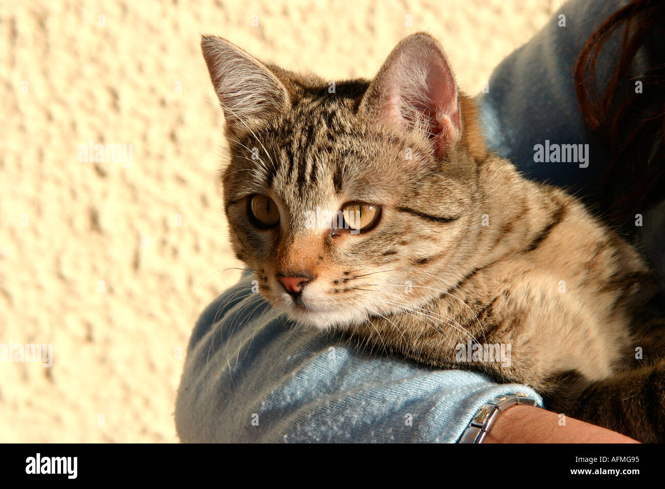 Multa Hectáreas precoz gato gris en brazo Fotografía de stock - Alamy