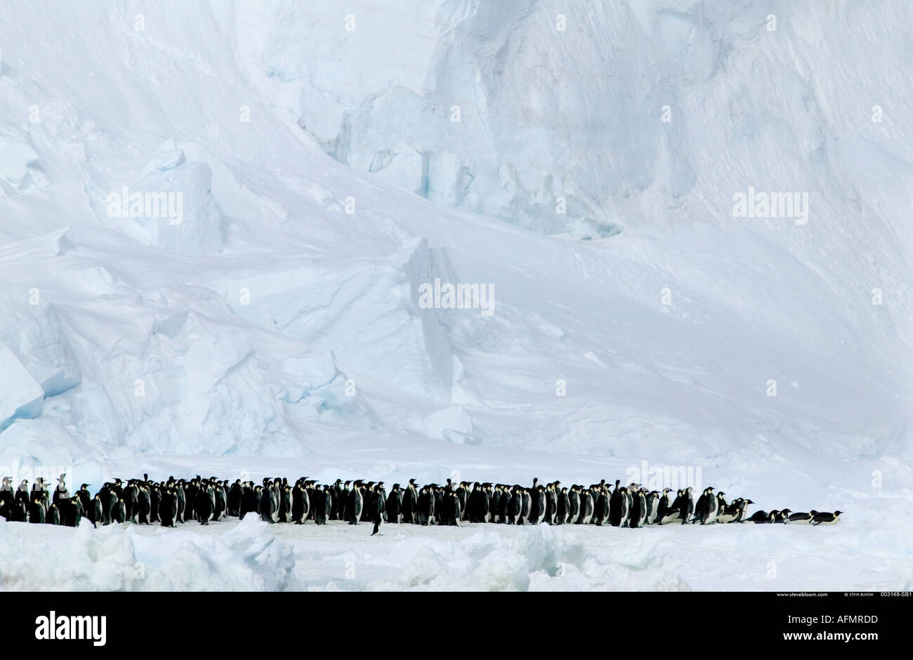 Los pingüinos emperador marchando y una isla Coulman pingüinos Adelie de la Antártida Foto de stock