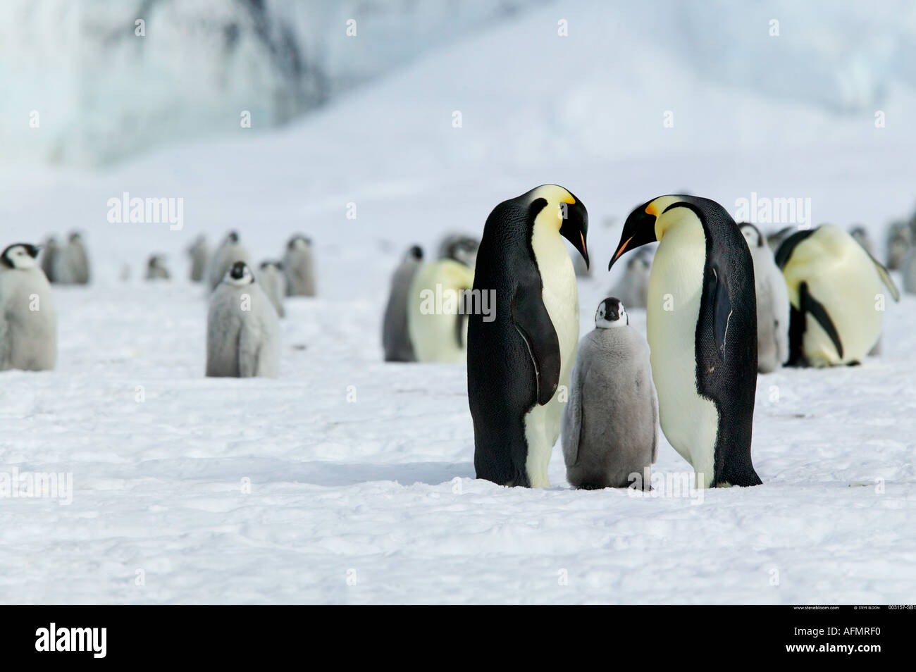 Retorno de jóvenes los padres de pingüino emperador en la Antártida de la isla Coulman Foto de stock