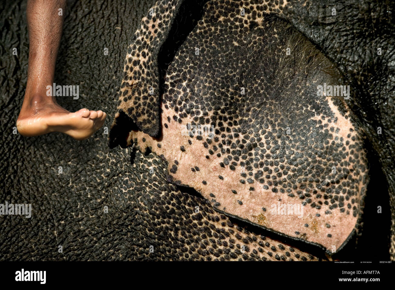 Cerca de los oídos y la piel de un elefante indio Bandhavgarh India Foto de stock