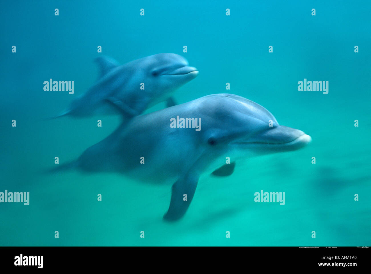 Delfines nadar Honduras Foto de stock