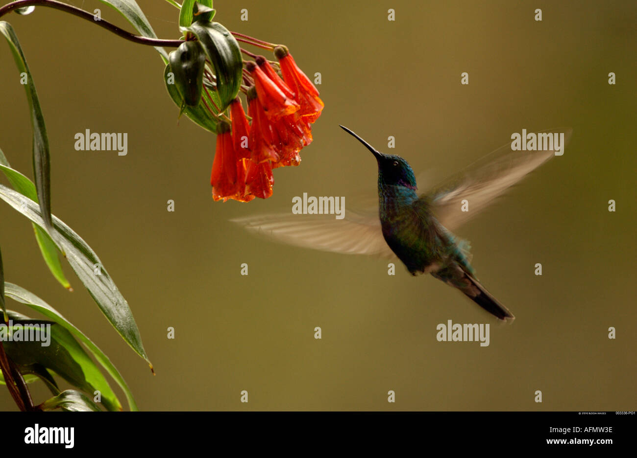 Alimentación hummingbird oído Violeta espumoso mientras planeas delante de  flor Bosque Nublado de Mindo Andes Ecuador Sudamérica Fotografía de stock -  Alamy