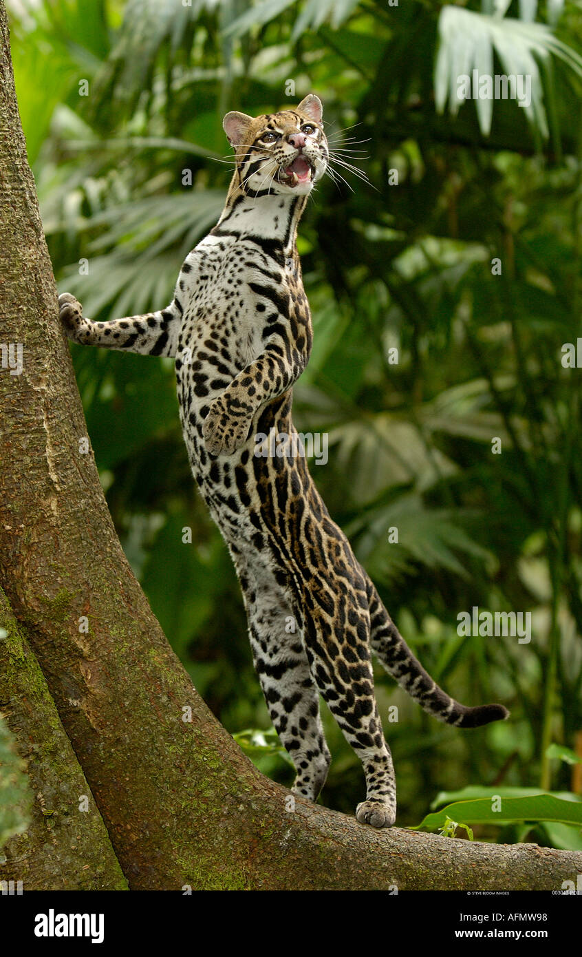 Ocelot Selva amazónica de Ecuador Fotografía de stock - Alamy