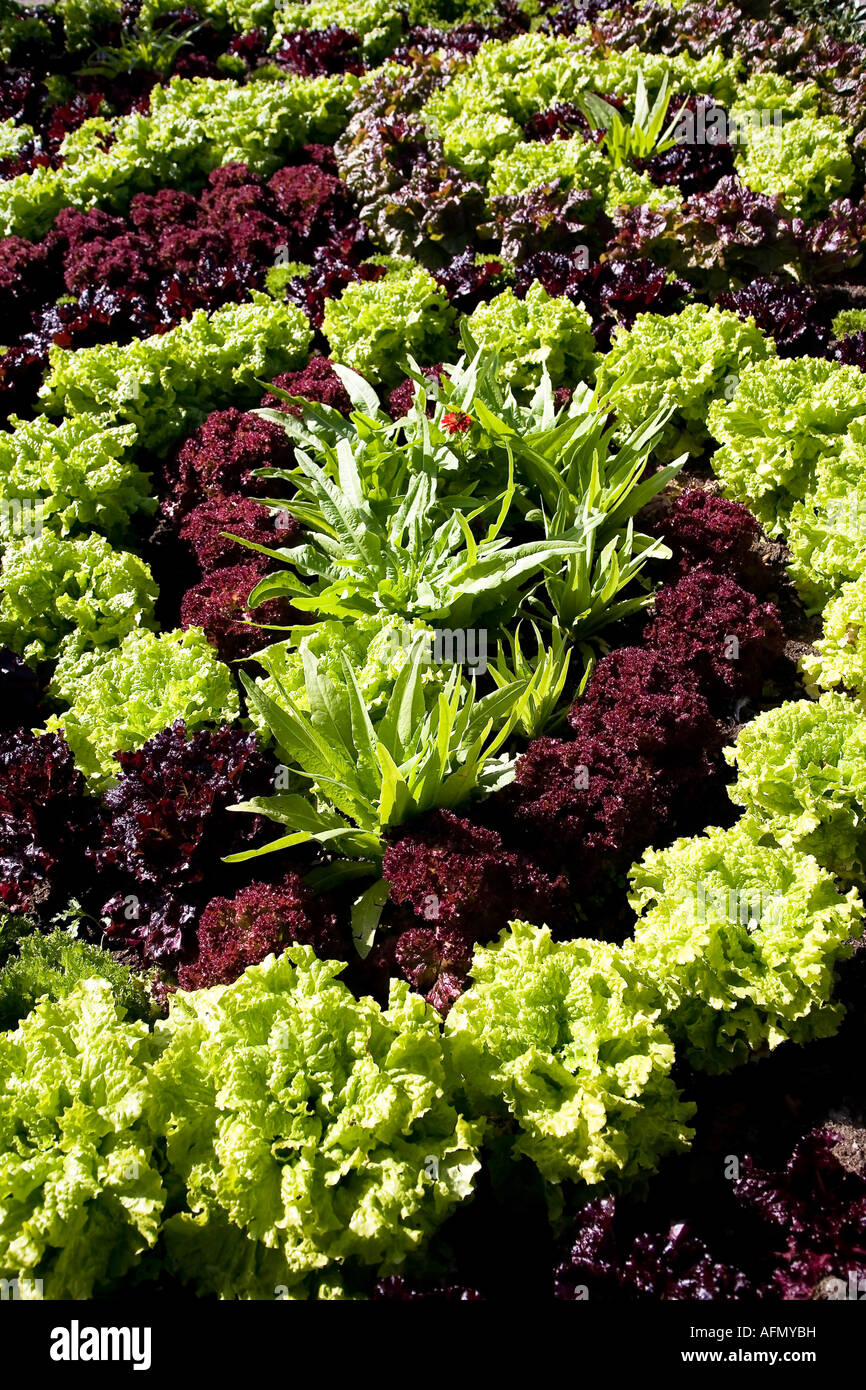 Verduras en patrón helicoidal Foto de stock