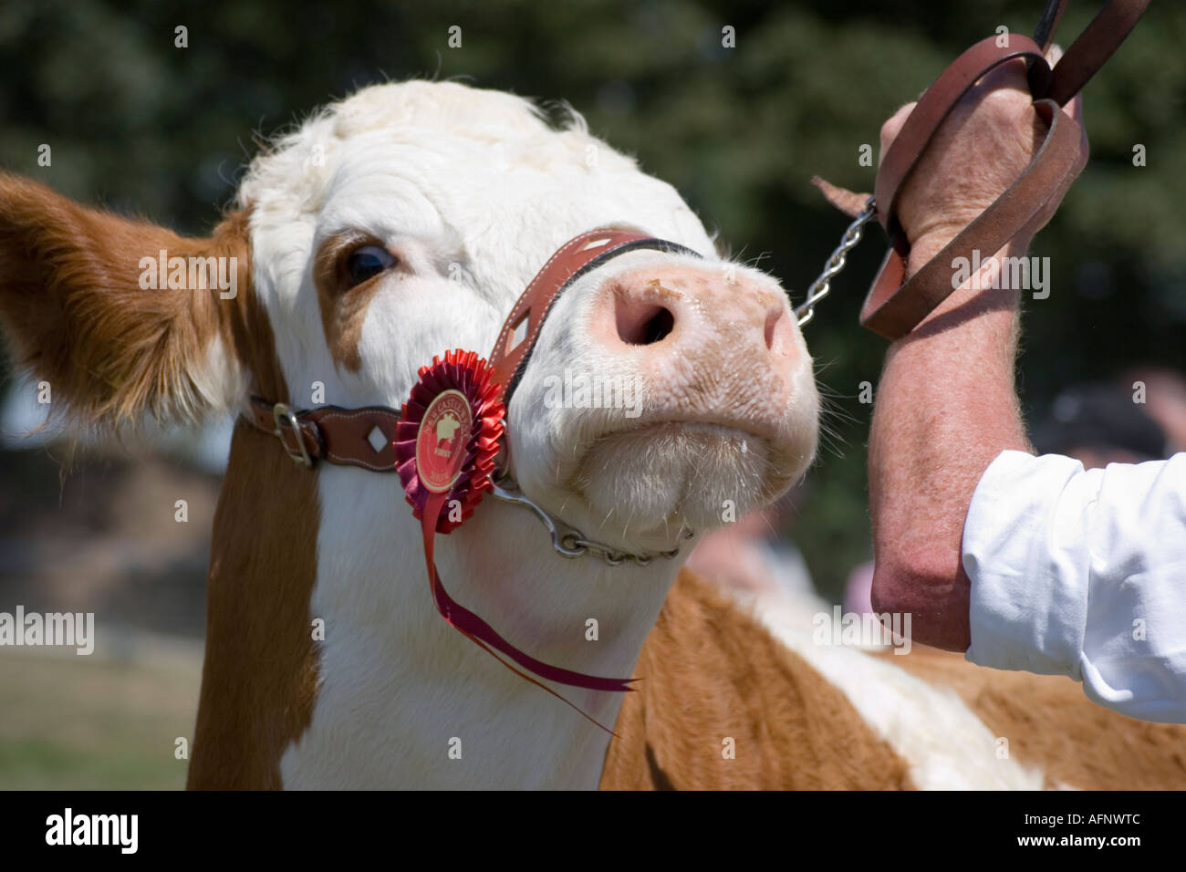 Ganador del premio vaca en show agrícola Newcastle West Limerick Irlanda Foto de stock