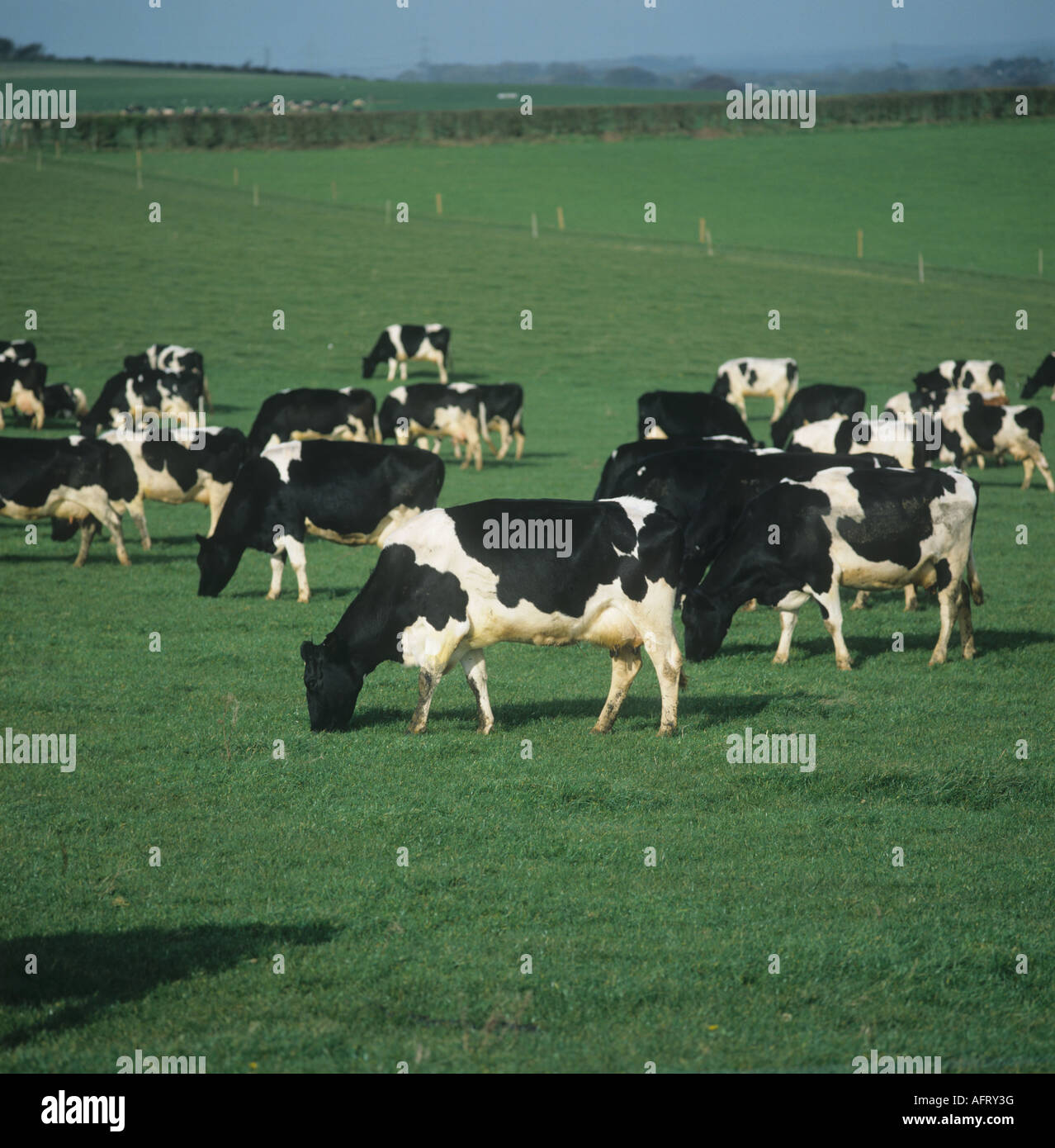 Las vacas lecheras Holstein Friesian de pastoreo en la primavera de pastizales Dorset Foto de stock