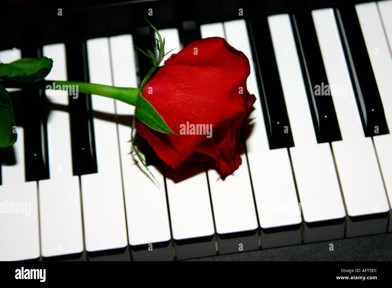 Rosa de teclas del piano romántico Fotografía de stock - Alamy
