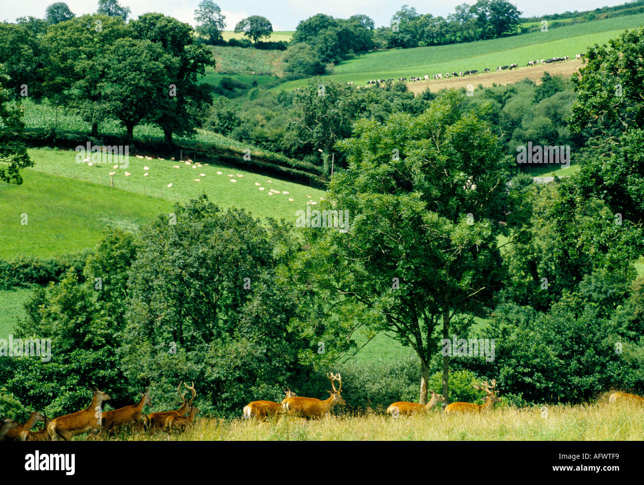 Furzeland Cría de ciervos línea de sangre Stoodleigh Devon Inglaterra circa 1995 1990s Reino Unido HOMER SYKES Ciervos, ovejas y ganado a pastar. Foto de stock