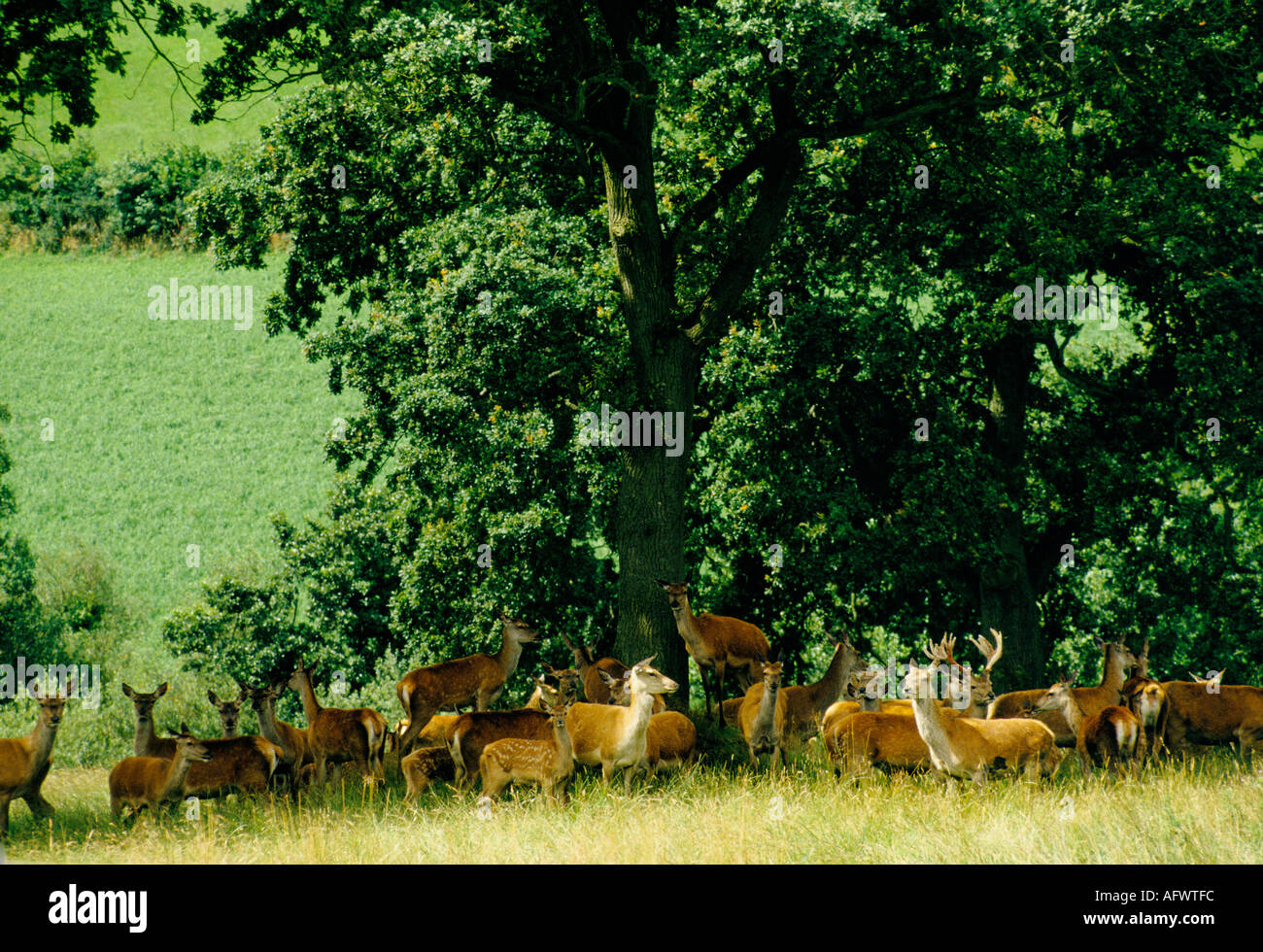 Furzeland Ciervo de cría de sangre Stoodleigh Devon Inglaterra alrededor de 1995 1990 Reino Unido HOMER SYKES Foto de stock