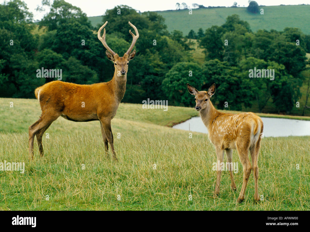 Furzeland Ciervo de cría de sangre Stoodleigh Devon Inglaterra alrededor de 1995 1990 Reino Unido HOMER SYKES Foto de stock