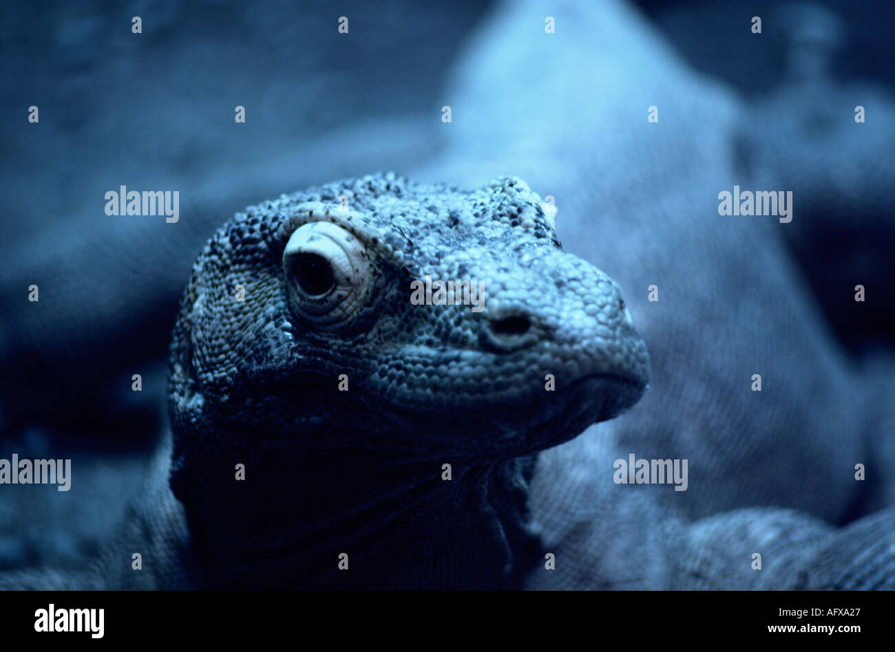 Dragón de Komodo Foto de stock