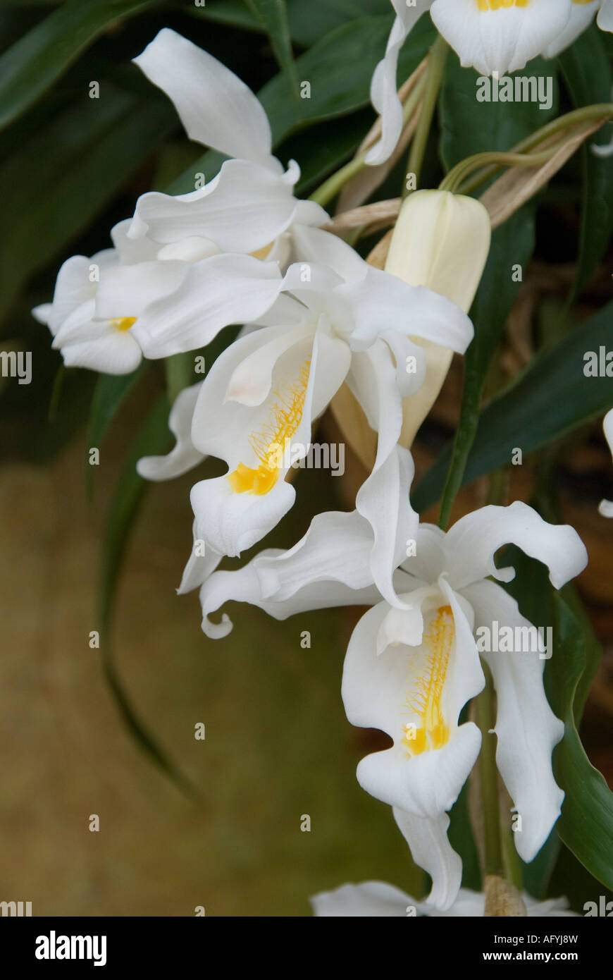 Pulverización del velo de novia orchid de Tíbet Coelogyne cristata Foto de stock