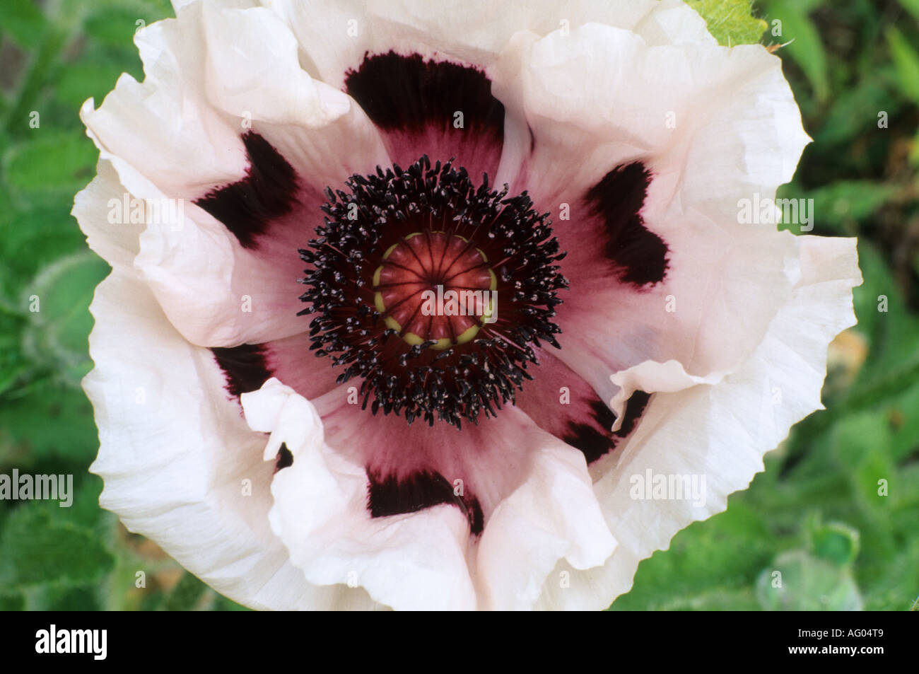 Papaver orientale 'Mrs Perry' Foto de stock