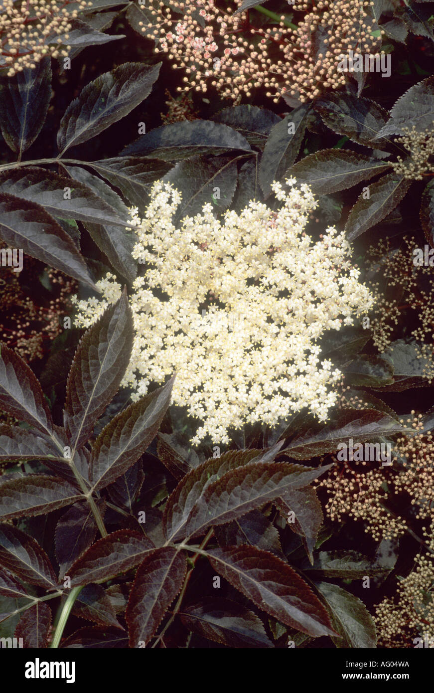 Sambucus nigra Guincho púrpura Foto de stock