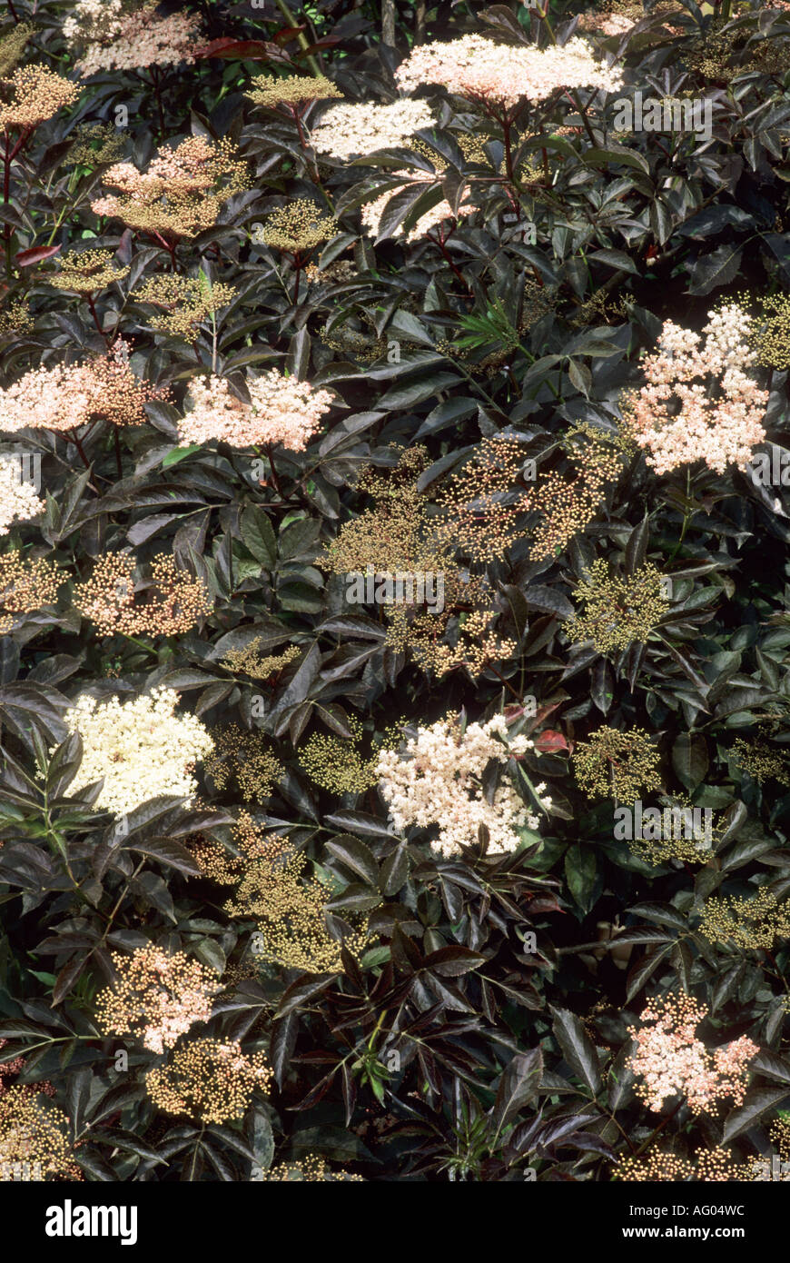 Sambucus nigra Guincho púrpura Foto de stock