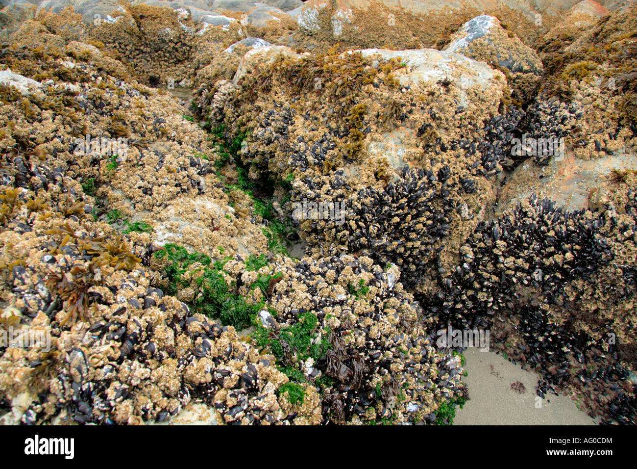 Percebes, ostras y algas en las rocas con marea baja. Foto de stock