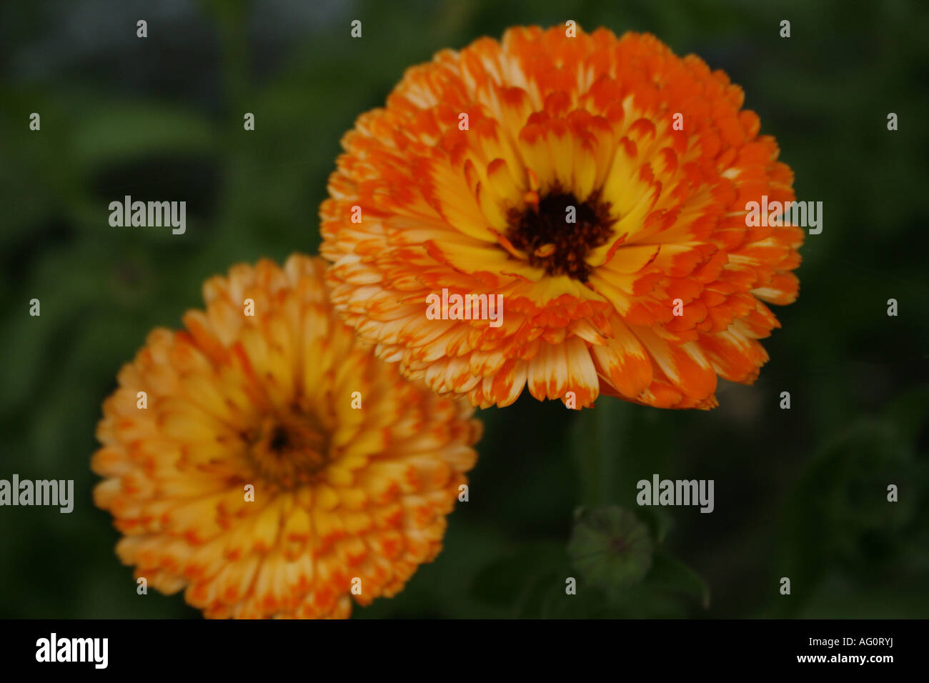 Magnolia naranja fotografías e imágenes de alta resolución - Página 6 -  Alamy