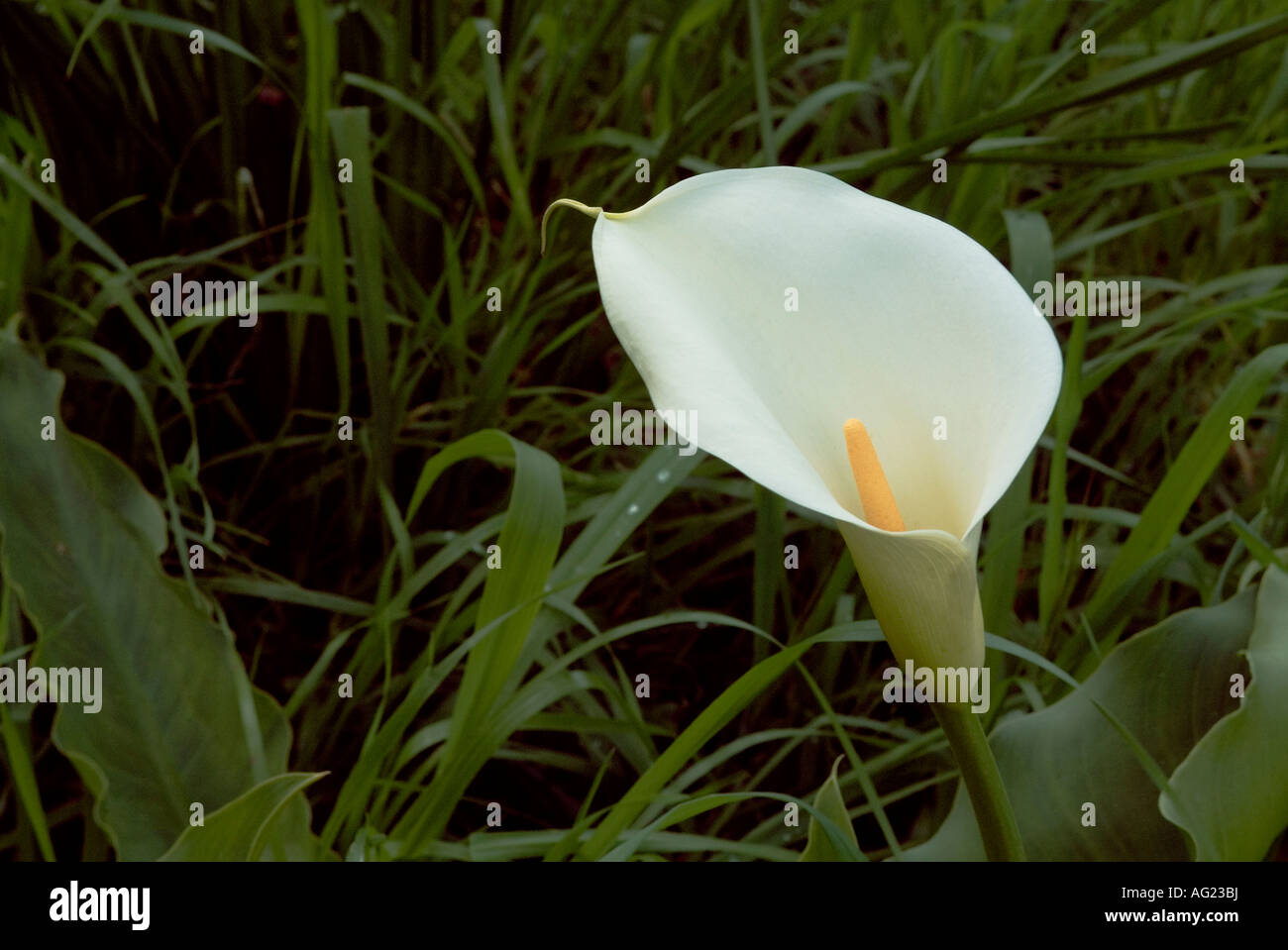 Un primer plano de un solitario arum lily Foto de stock