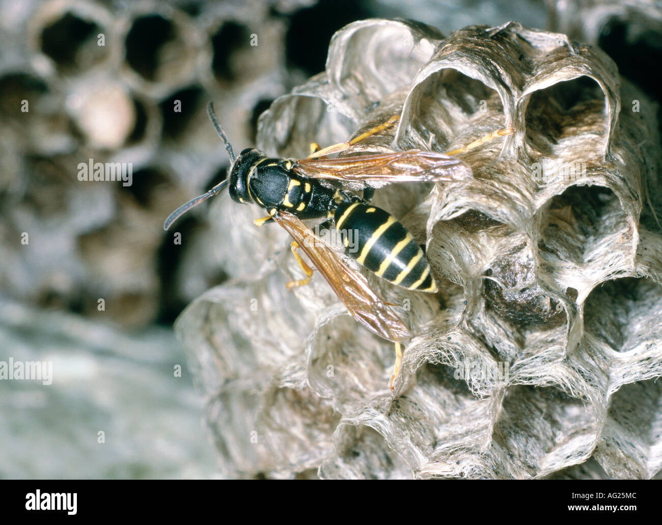 Zoología / animales, insectos, Polistinae, Avispa de papel (Polistes),  avispas, nido, distribución: Europa, Asia, peine, peines, vespiary, un  Fotografía de stock - Alamy