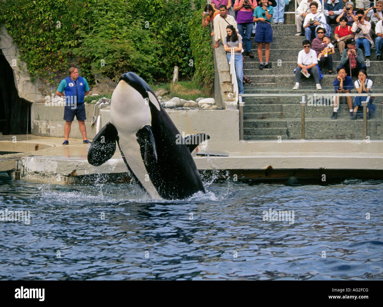 Una orca realiza en el acuario de Vancouver en Stanley Park en Vancouver. Foto de stock