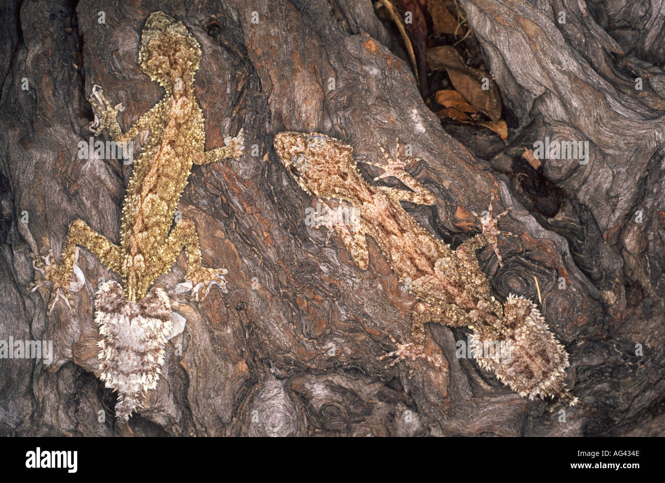 Dos Norte los gecos de cola plana, Saltuarius cornutus camuflado en un árbol. Foto de stock