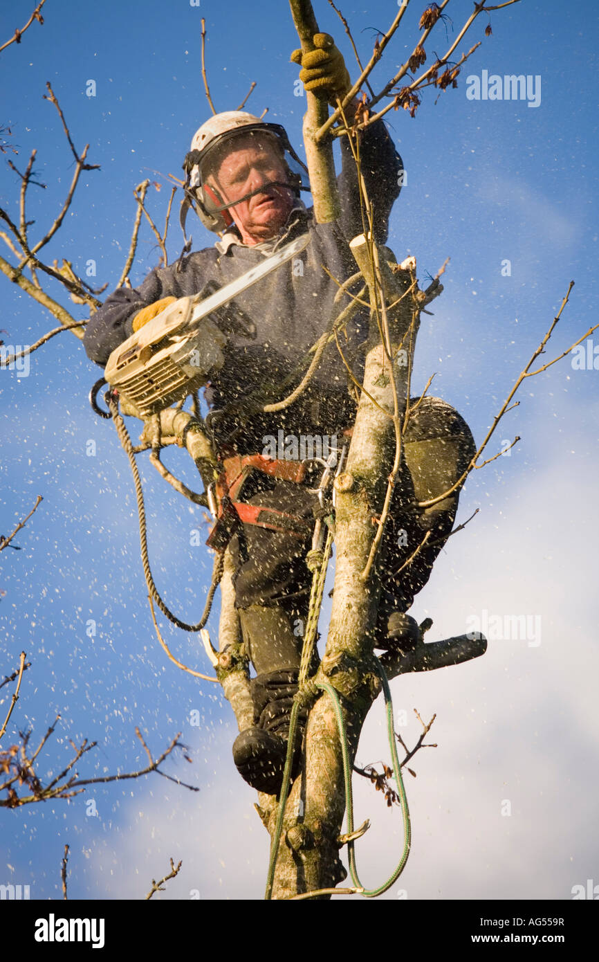 Escalada Tree Surgeon vistiendo completo kit de protección y adjunta a la  cuerda de seguridad con motosierra a talar un árbol de ceniza. Reino Unido  de Gran Bretaña Fotografía de stock -