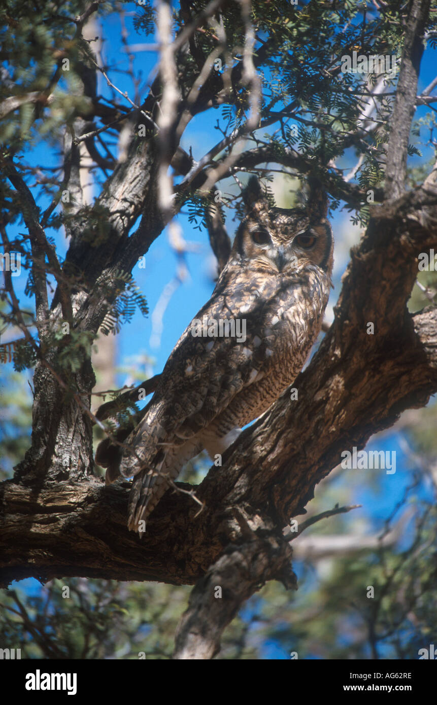 Manchada de Búho Real Bubo africanus Namibia Foto de stock