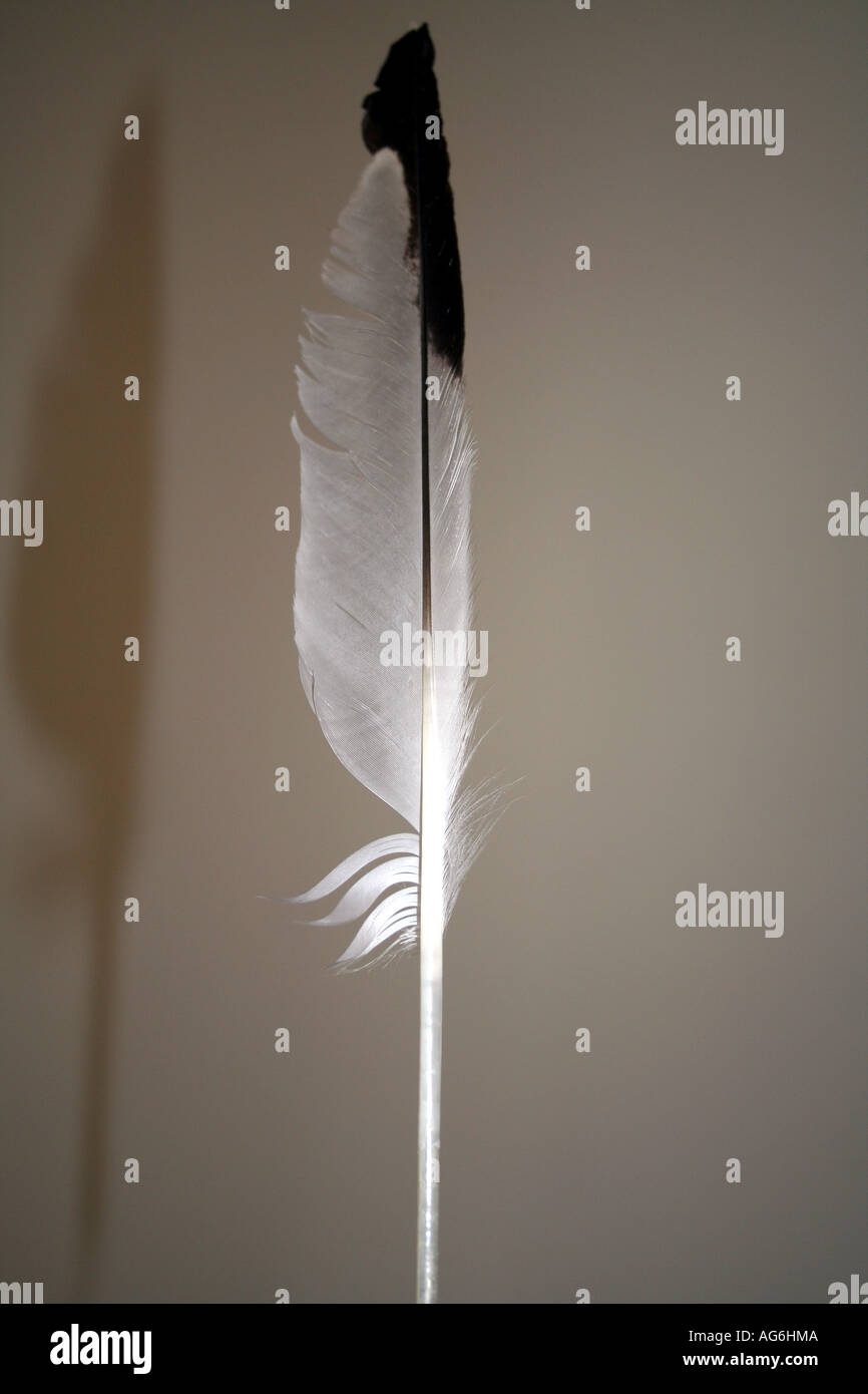 Quill fluidamente el penacho de plumas de aves de la naturaleza la gracia  en vez de luz ligera Fotografía de stock - Alamy