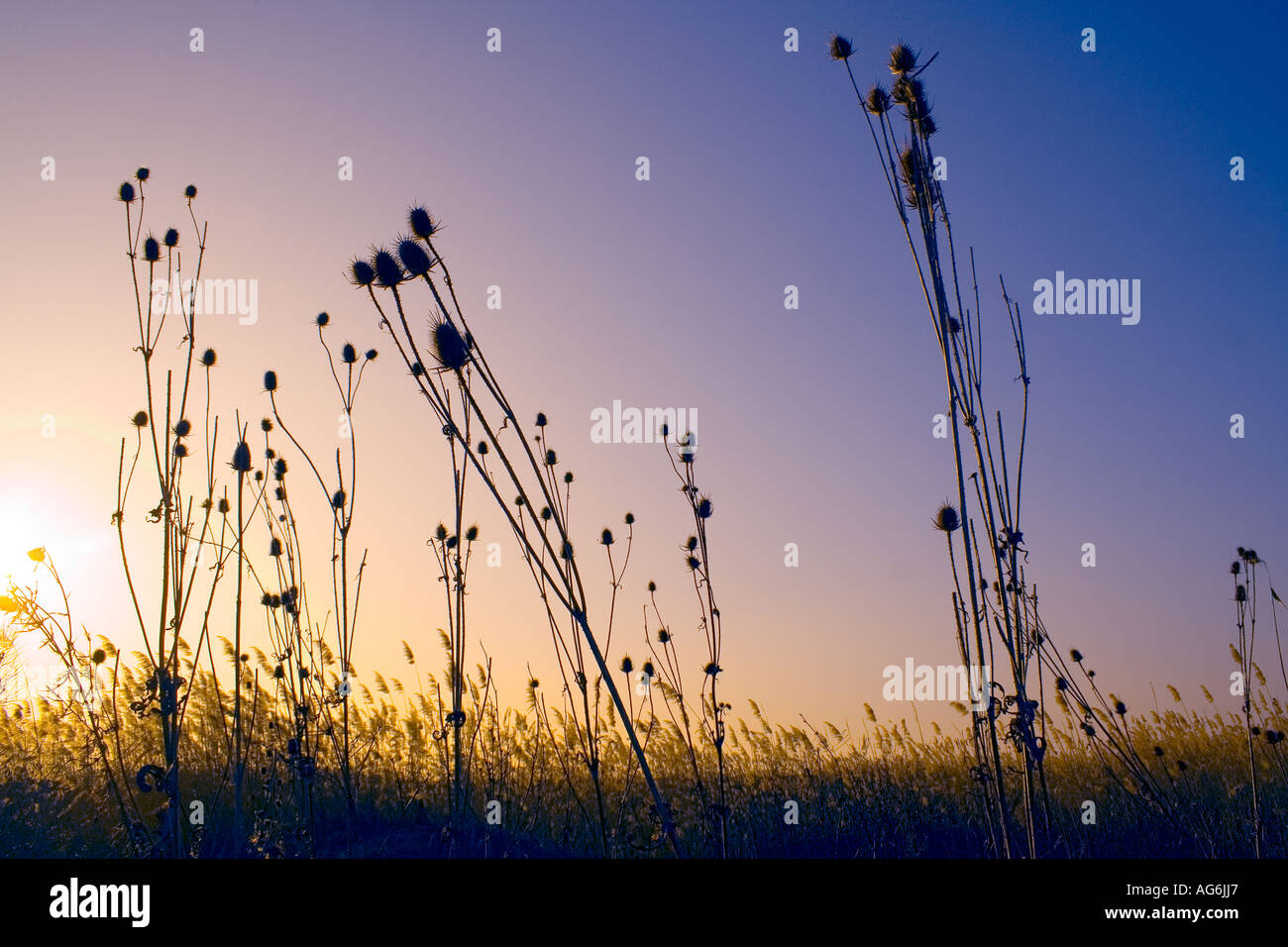 Reed Foto de stock