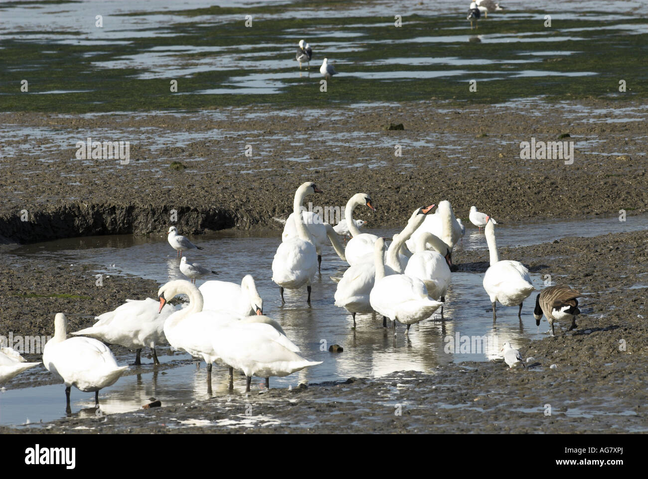 Grupo de cisnes mudos bañando en el estuario de septiembre Inglaterra Foto de stock