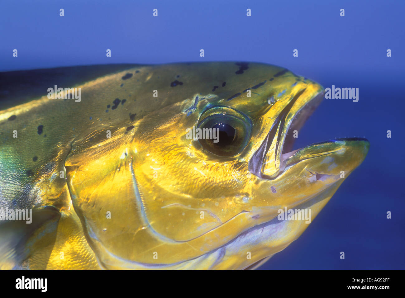 Cabeza de pez delfín también llamado mahi mahi o dorado Fotografía de