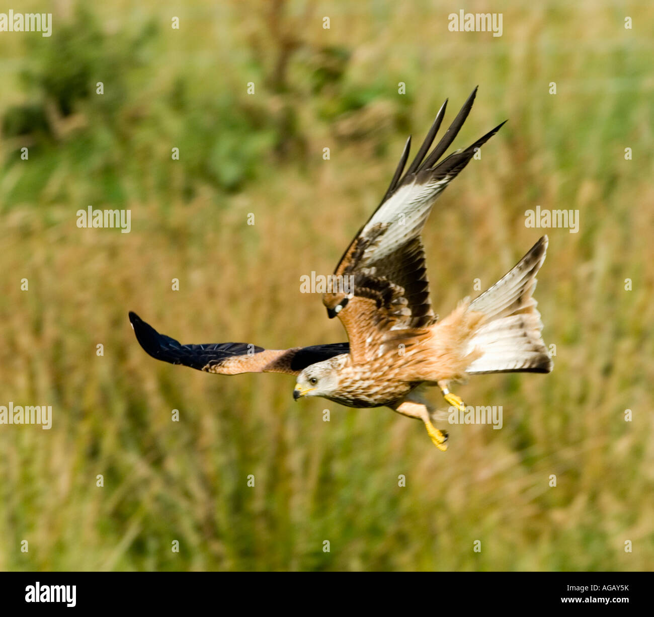 Milano real (Milvus milvus) volando Foto de stock