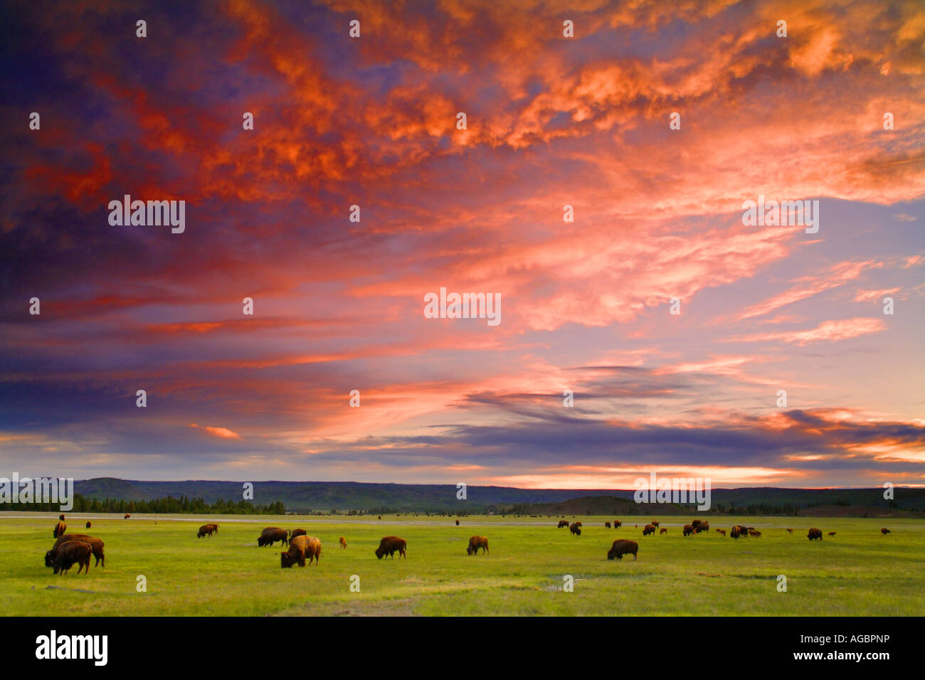 Buffalo en Sunset Midway Geyser Basin del Parque Nacional Yellowstone, Wyoming Foto de stock