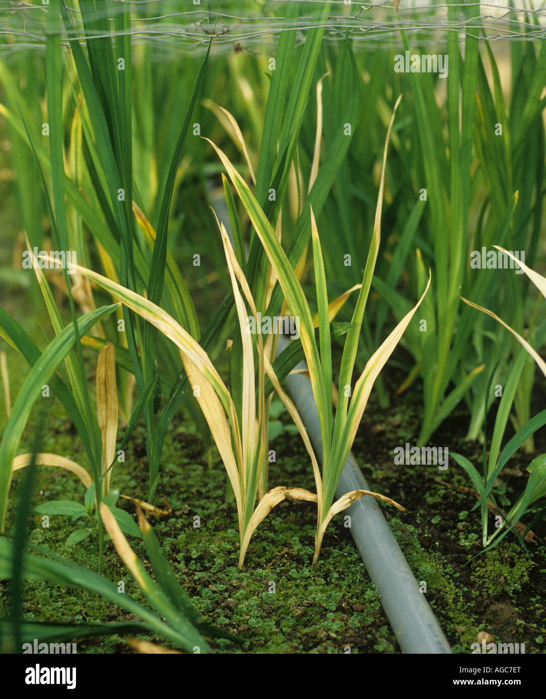 La podredumbre basal Fusarium oxysporum daños a las plantas cultivadas en invernadero fresia Foto de stock