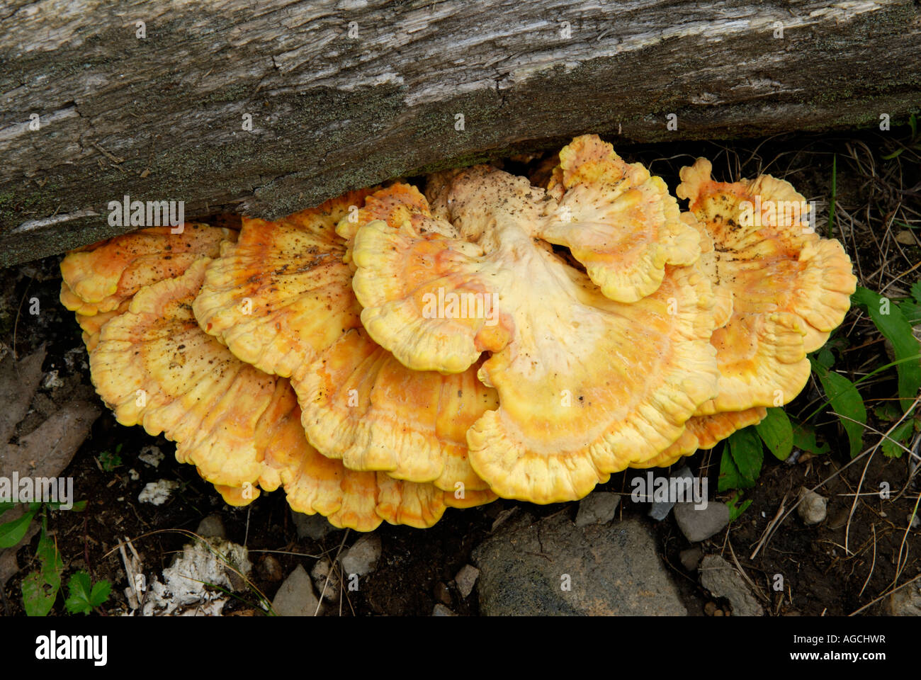 Laetiporus sulfureus es un popular hongo comestible conocido comúnmente como el pollo del bosque Foto de stock