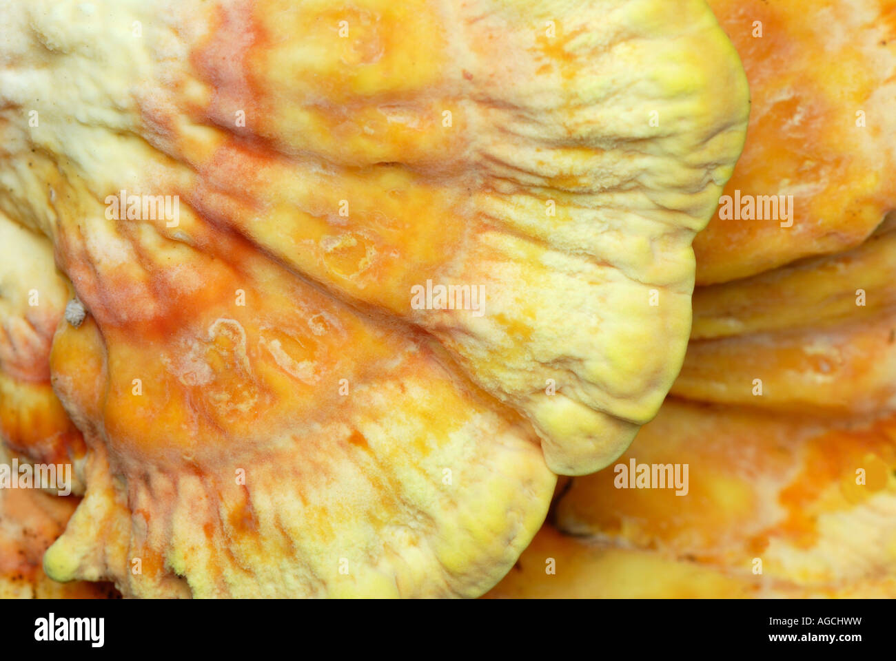 Laetiporus sulfureus es un popular hongo comestible conocido comúnmente como el pollo del bosque Foto de stock
