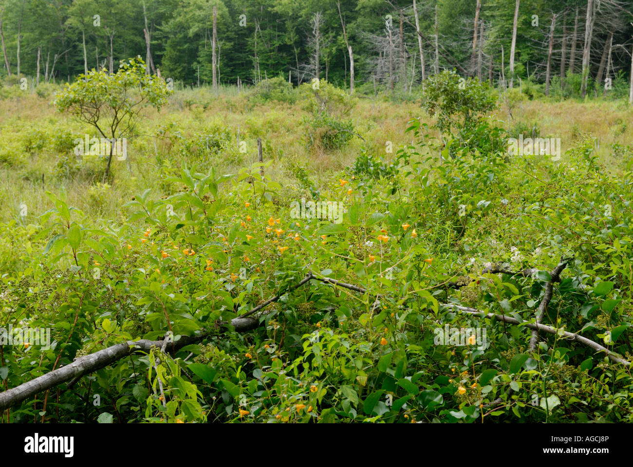 Sucesión ecológica secundaria en una antigua zona de estanque beaver Foto de stock