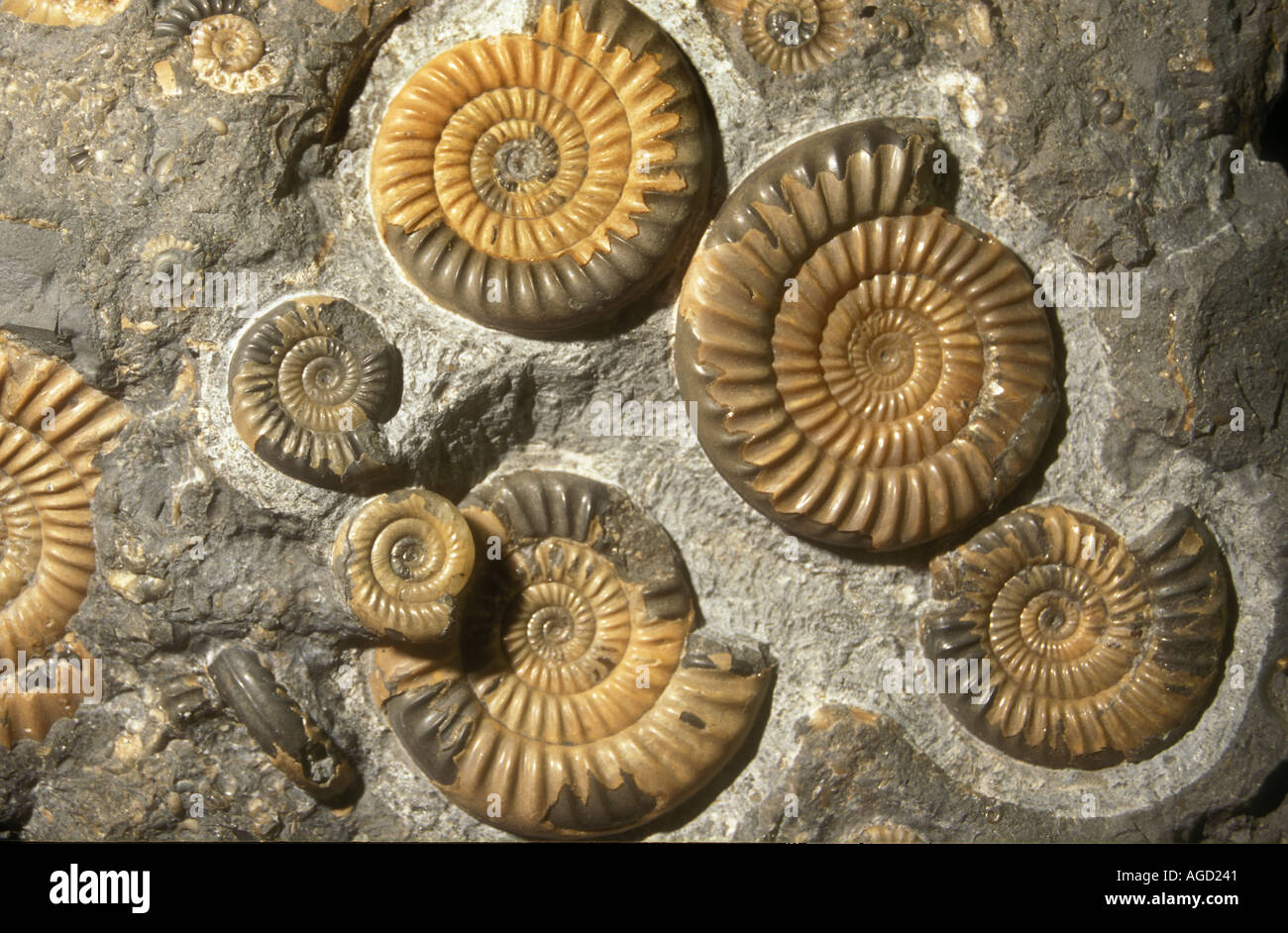 Amonita fósil Jurásico Temprano planicosta Promicroceras Inglaterra 188 a 184 millones de años Foto de stock
