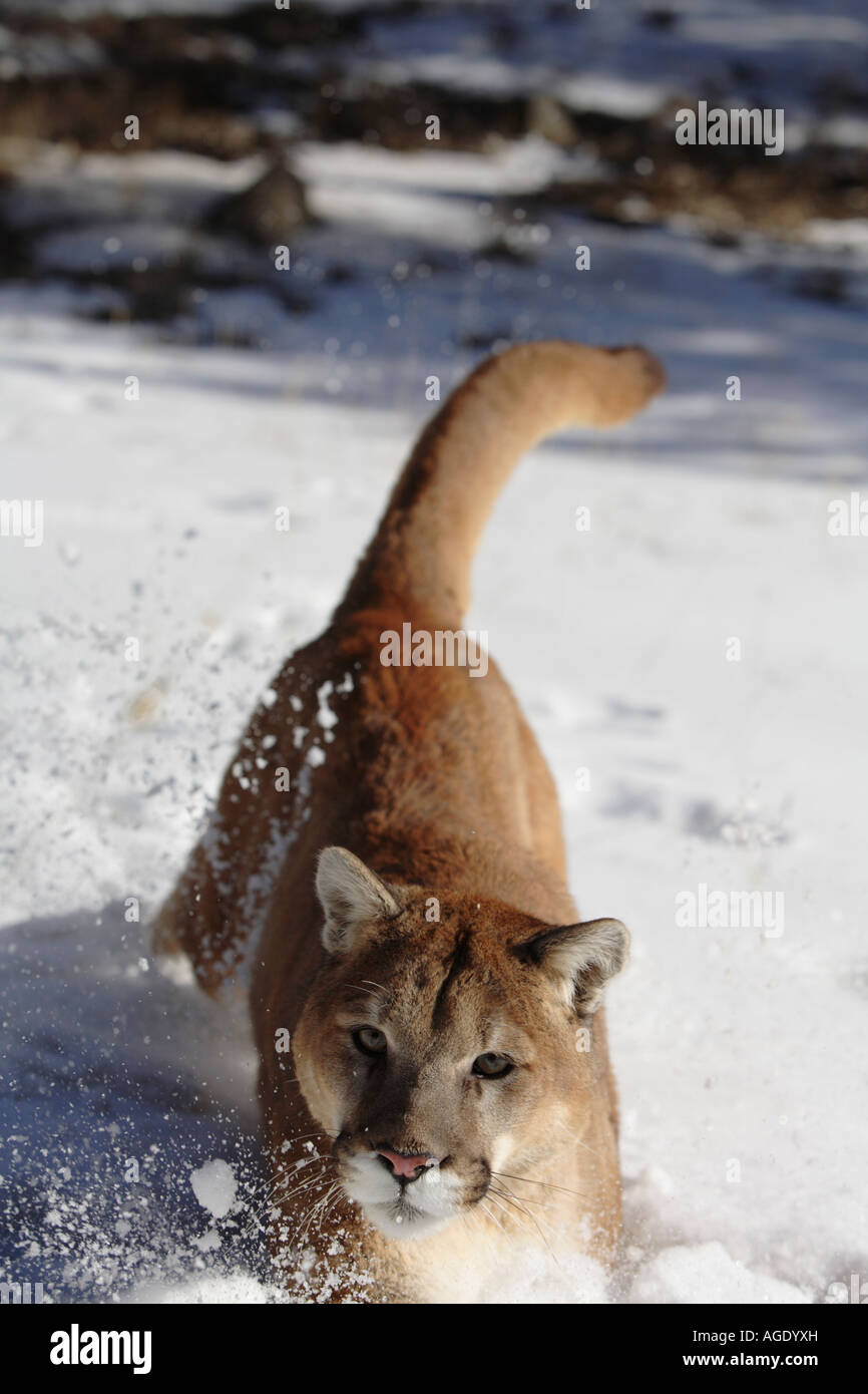 Alimentación de pumas fotografías e imágenes de alta resolución - Página 2  - Alamy