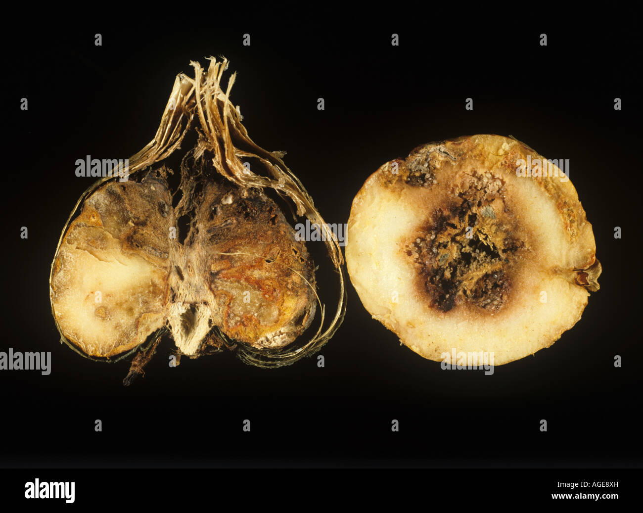 La podredumbre basal Fusarium oxysporum daños internos en la sección de cormos fresia Foto de stock