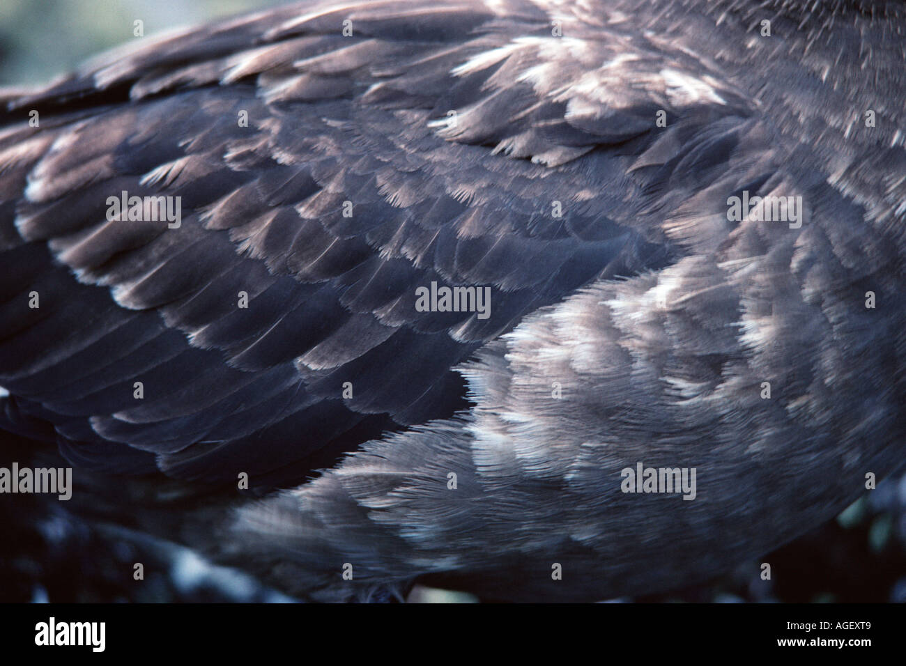 Plumas de ala de skúas subantártico closeup Foto de stock