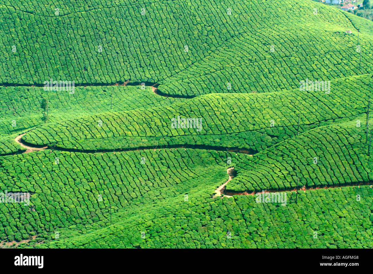 Hermosa vista del jardín del equipo en Munnar, Kerala, India Foto de stock