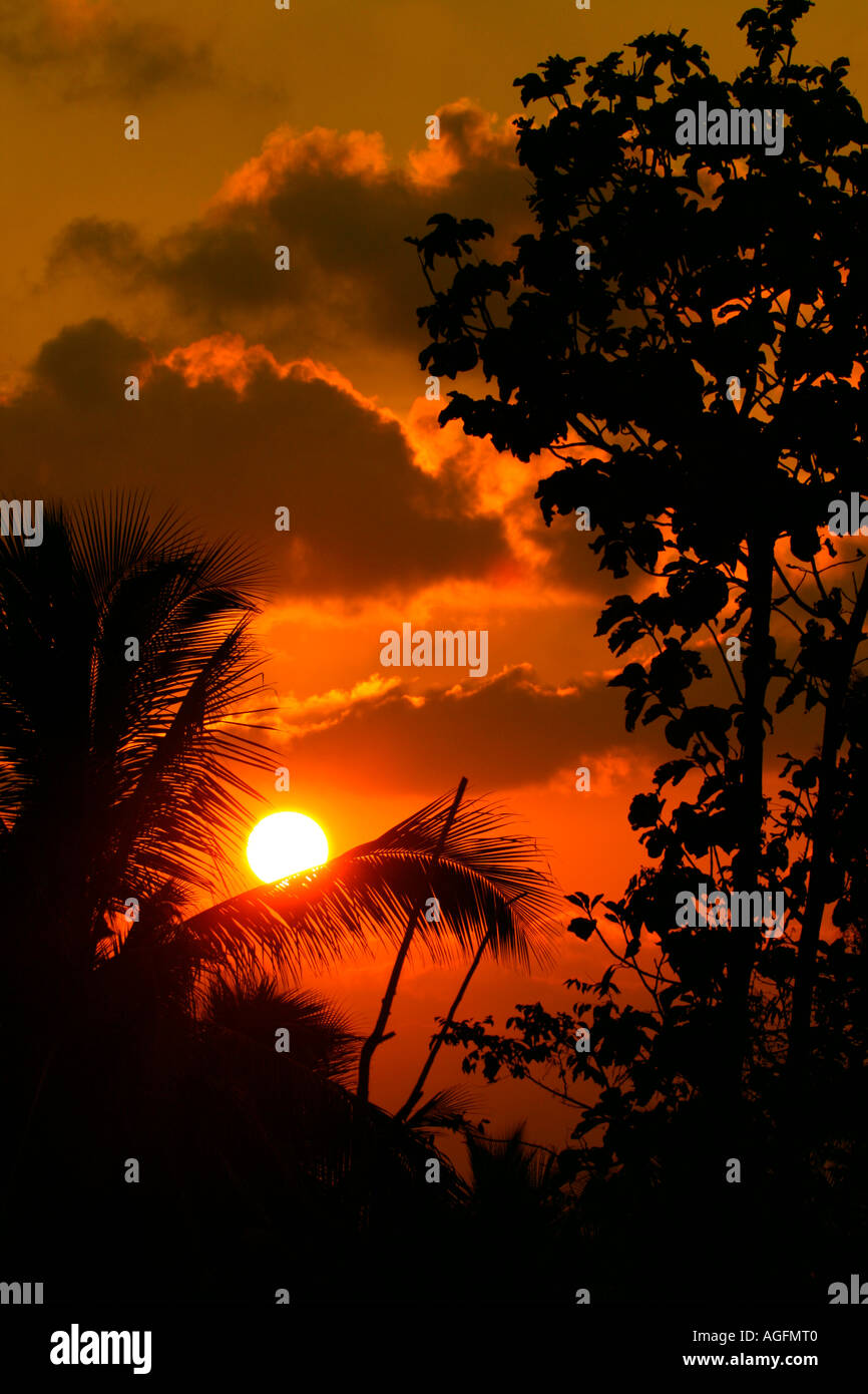 Hermosa vista de la puesta de sol entre las hojas y árboles de coco Foto de stock
