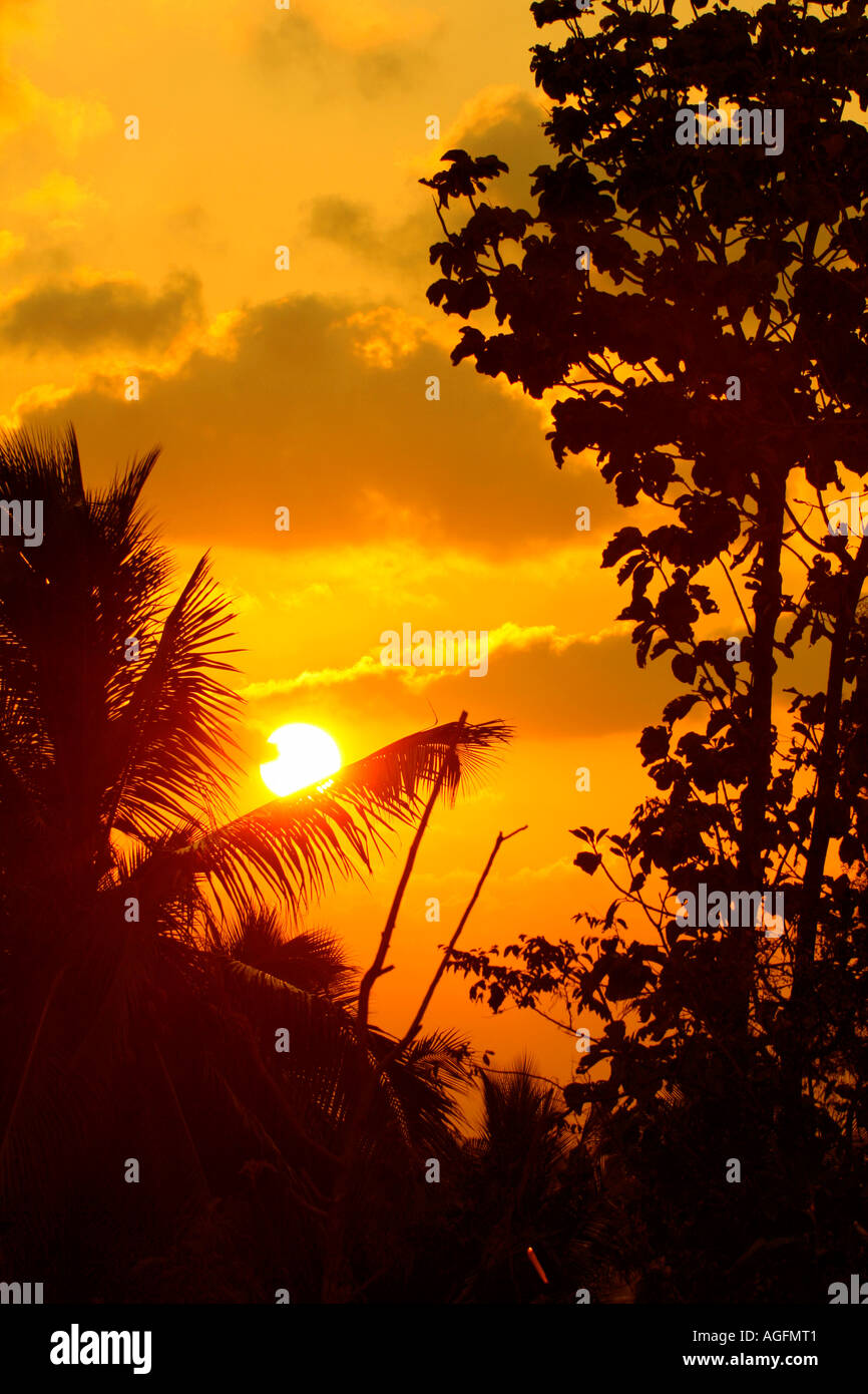 Hermosa vista de la puesta de sol entre las hojas y árboles de coco Foto de stock