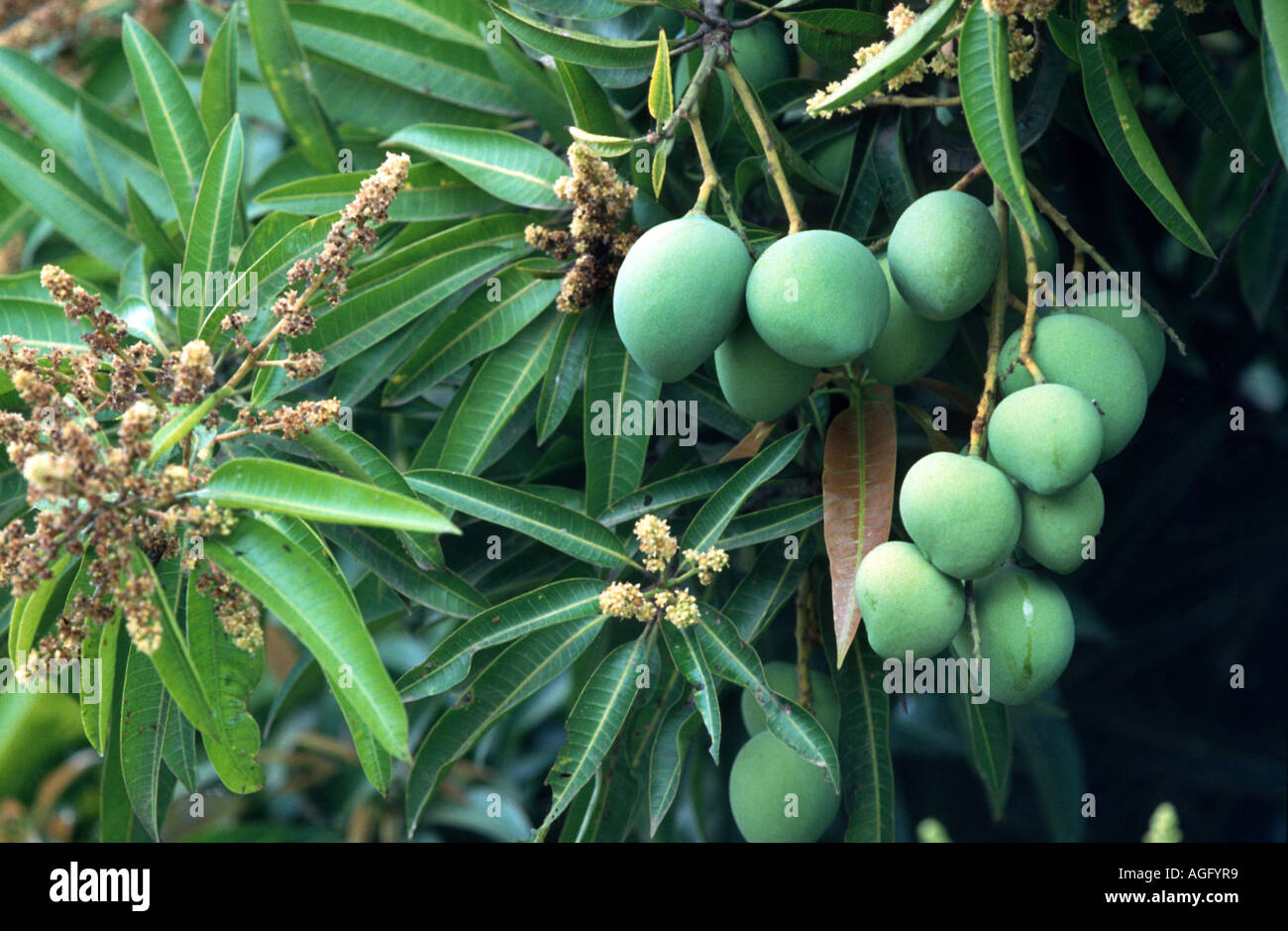 Mango (Mangifera indica), twig con flores y frutos inmaduros Foto de stock