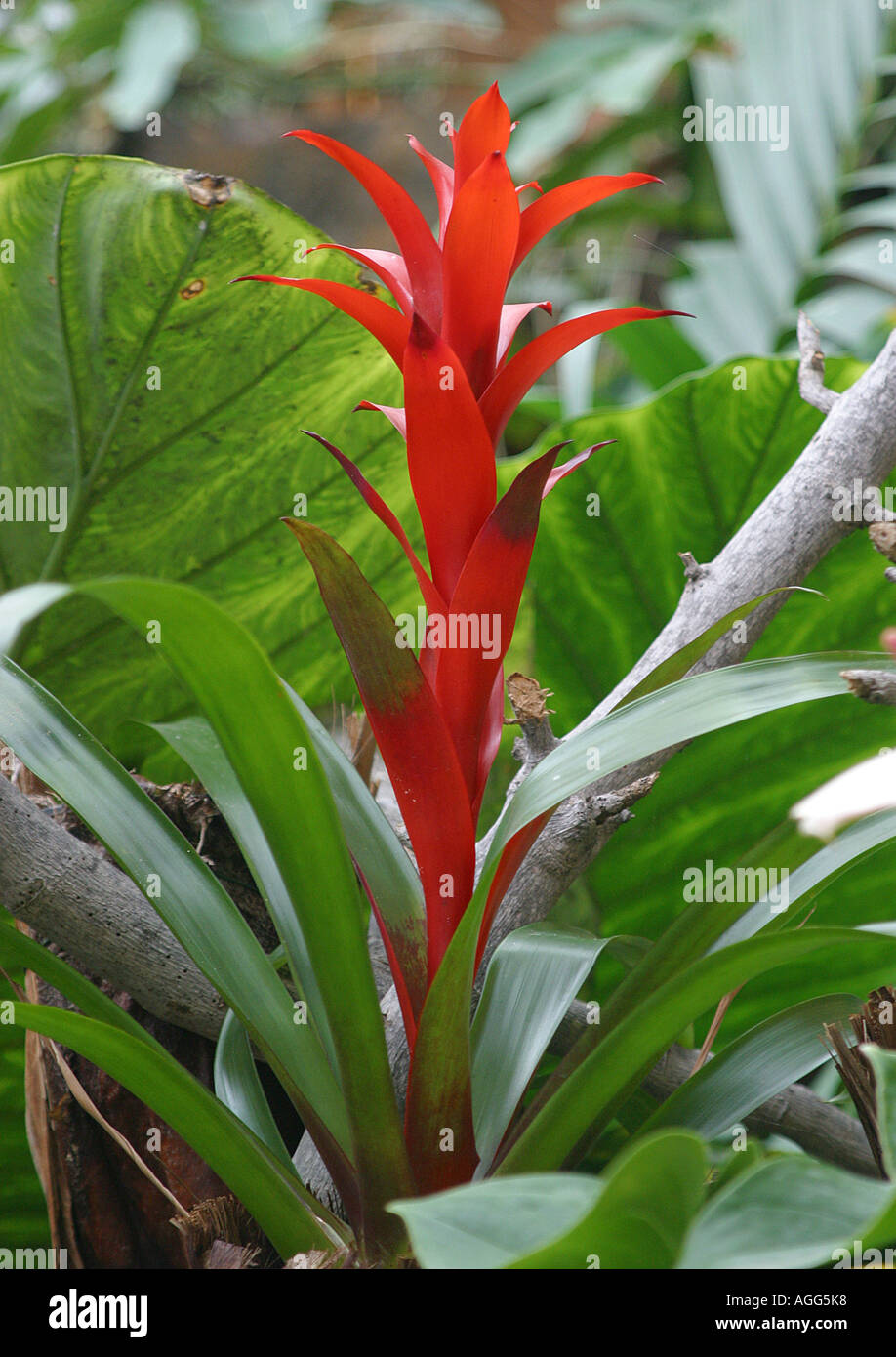 Guzmania Guzmania Hybride (híbrido), inflorescencia Foto de stock