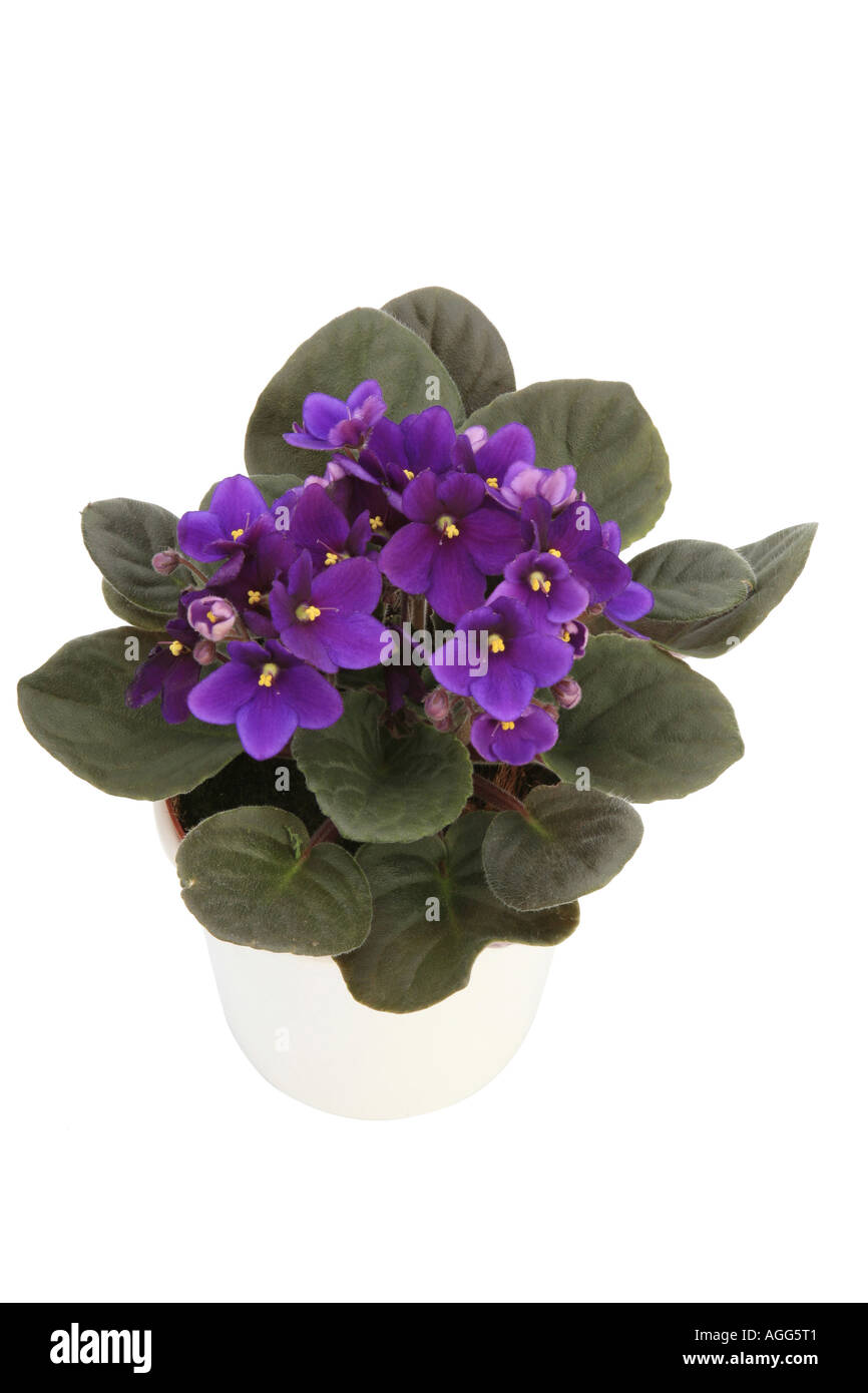 La violeta africana (Saintpaulia ionantha), planta en maceta Fotografía de  stock - Alamy